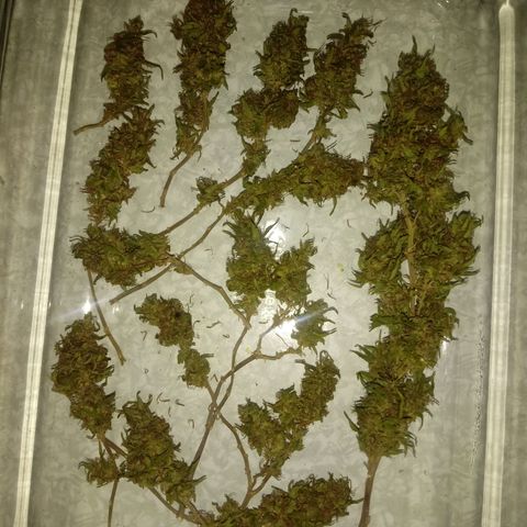 Kush growlog timeline photo