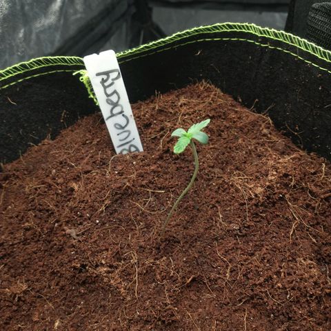 Blueberry Auto growlog timeline photo