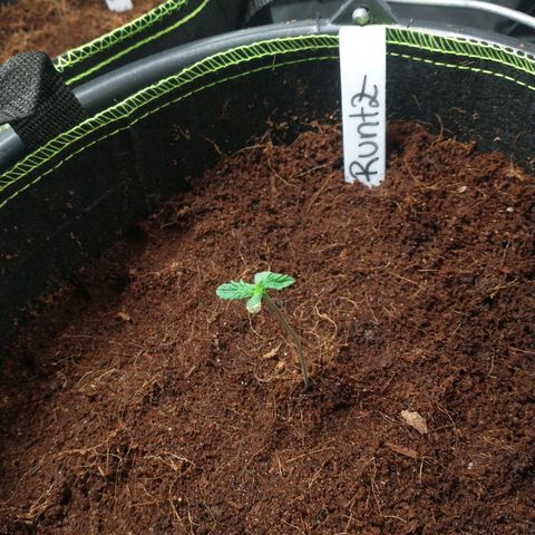 Runtz Auto growlog photo: Blätter erholen sich