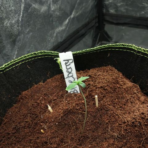 Blueberry Auto growlog timeline photo