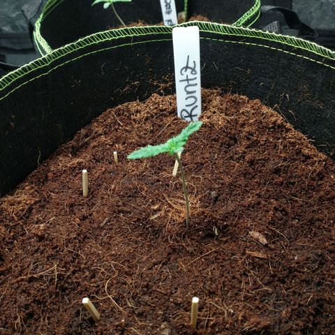 Runtz Auto growlog timeline photo