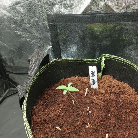Royal Haze Automatic growlog timeline photo