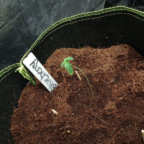 Blueberry Auto growlog timeline photo