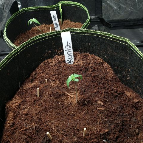 Runtz Auto growlog timeline photo
