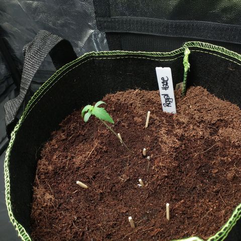 Royal Haze Automatic growlog timeline photo