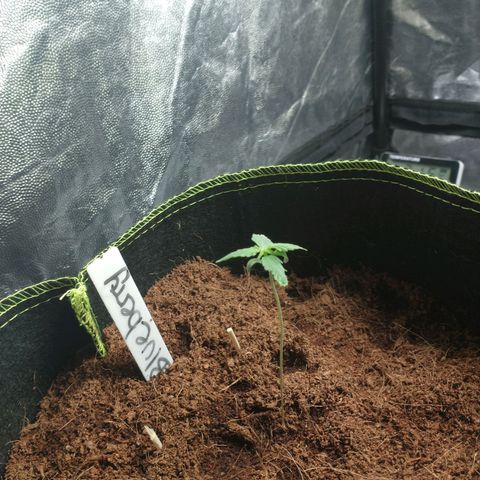Blueberry Auto growlog timeline photo