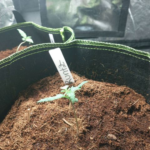 Runtz Auto growlog timeline photo
