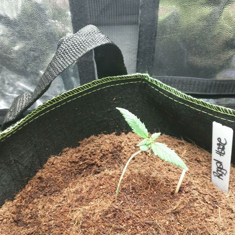 Royal Haze Automatic growlog timeline photo