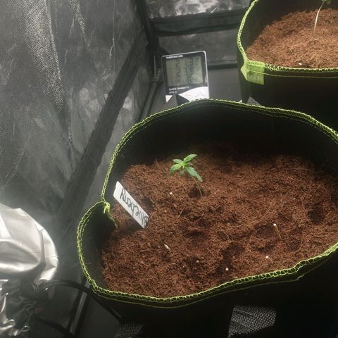 Blueberry Auto growlog timeline photo