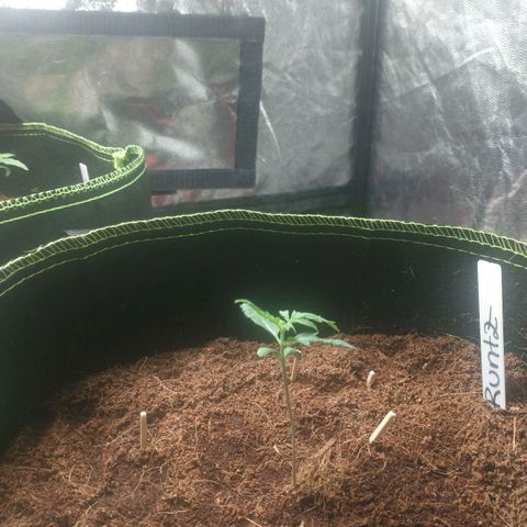 Runtz Auto growlog timeline photo