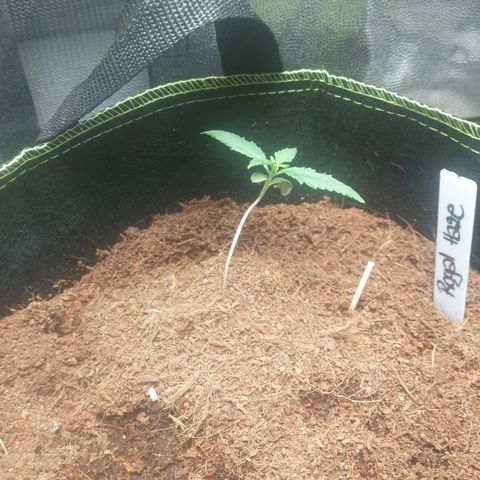 Royal Haze Automatic growlog timeline photo