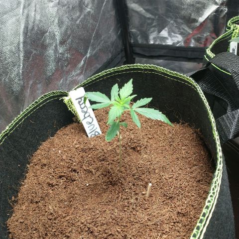 Blueberry Auto growlog timeline photo