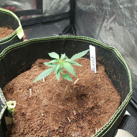 Runtz Auto growlog timeline photo