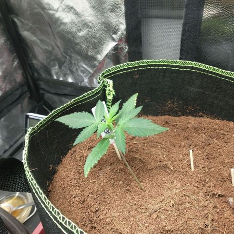 Royal Haze Automatic growlog timeline photo
