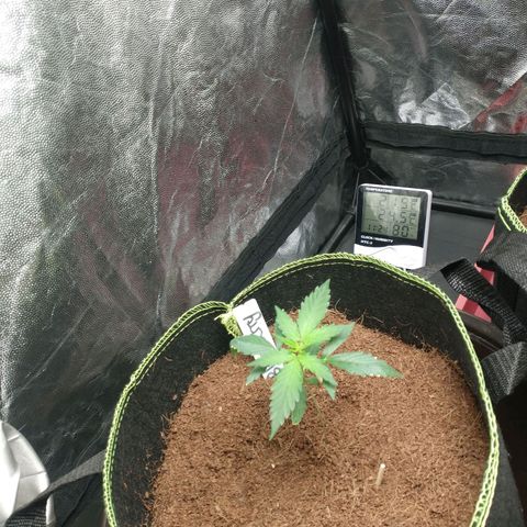 Blueberry Auto growlog timeline photo