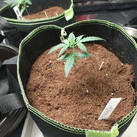 Runtz Auto growlog timeline photo