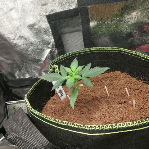 Royal Haze Automatic growlog timeline photo