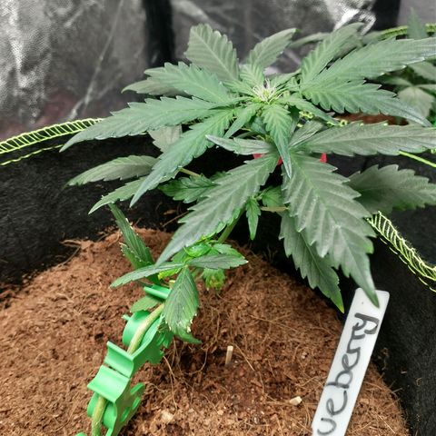 Blueberry Auto growlog timeline photo