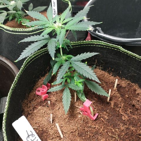 Runtz Auto growlog timeline photo