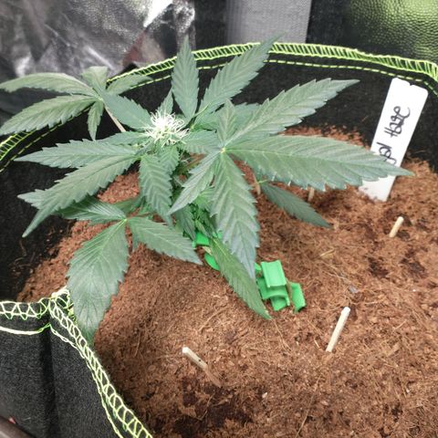 Royal Haze Automatic growlog timeline photo