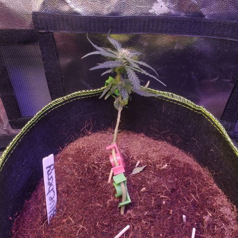 Blueberry Auto growlog timeline photo