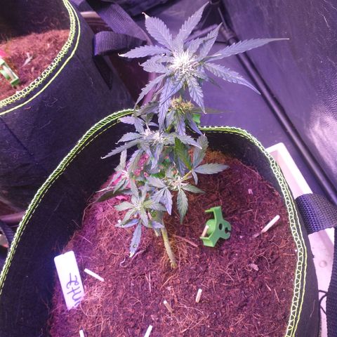 Runtz Auto growlog timeline photo