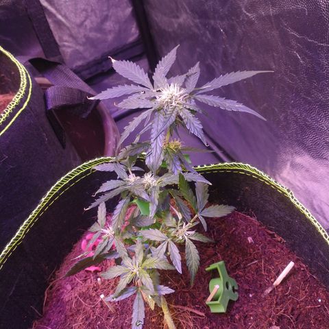 Runtz Auto growlog timeline photo