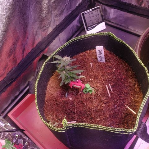 Royal Haze Automatic growlog timeline photo