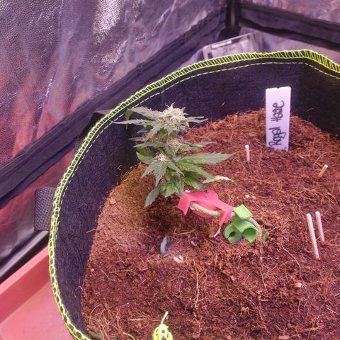 Royal Haze Automatic growlog timeline photo