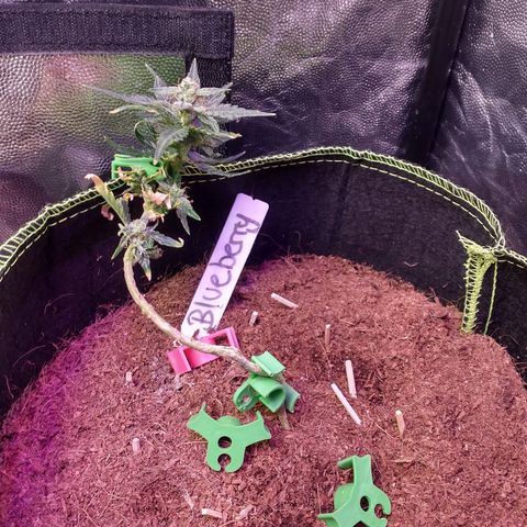 Blueberry Auto growlog timeline photo