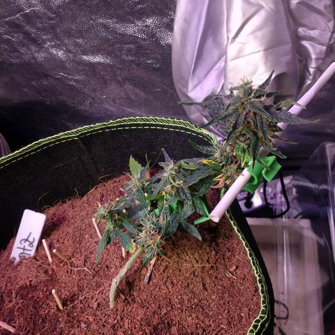 Runtz Auto growlog timeline photo