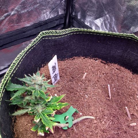 Royal Haze Automatic growlog timeline photo