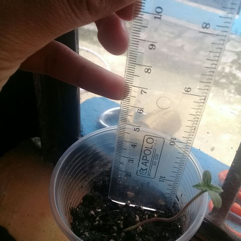 CHALUPAS growlog photo: Se puede observar que la plantula de cannabis mide 4.2cm.. Tiene sus 4 hojas.... no presentan ningun problema 