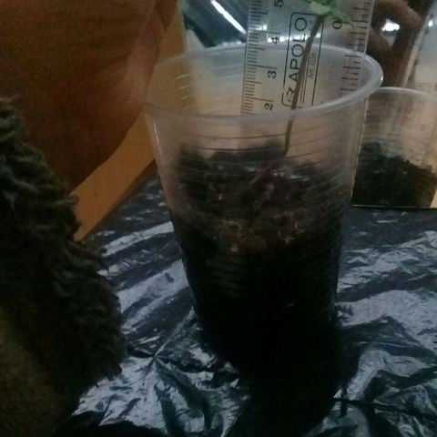 CHALUPAS growlog photo: Se puede ver que la planta mide 4 cm.. sus hojas estan sanas