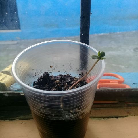 CHALUPAS growlog photo: La planta mide 3.7  centimetros 