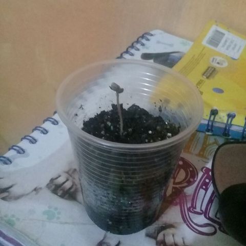 CHALUPAS growlog photo: Empiesa la aparición de las primeras hojas 