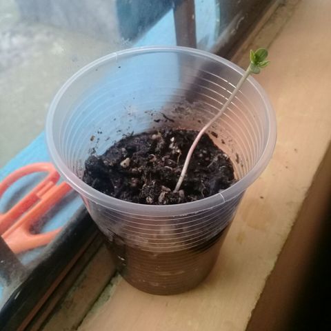 CHALUPAS growlog photo: Ya aparecieron las primeras hojas