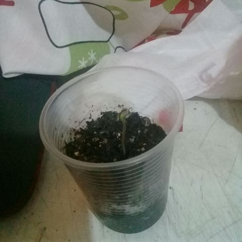 CHALUPAS growlog photo:  La corteza de la semilla se empiesa a caer para la aparicion de las primeras hojas, la plantula mide 2.7cm