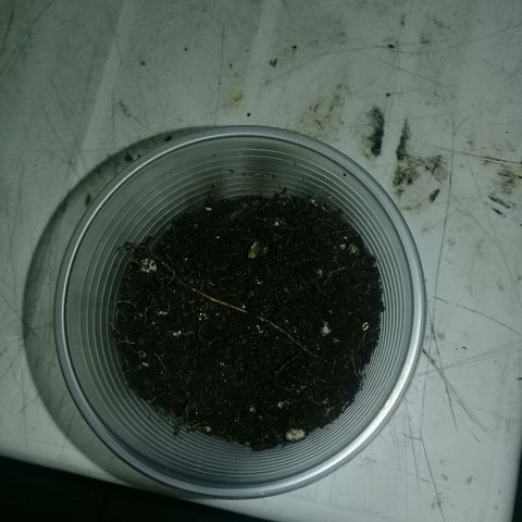 CHALUPAS growlog photo: Se coloco la semilla en el sustrato 