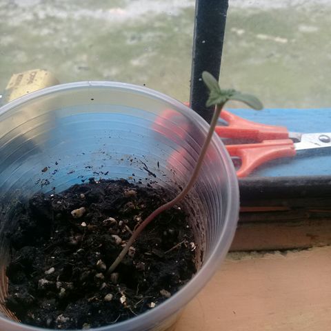 CHALUPAS growlog timeline photo