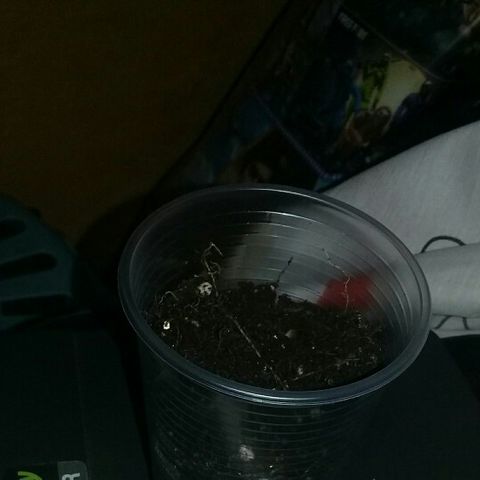 CHALUPAS growlog timeline photo