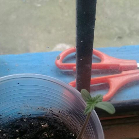 CHALUPAS growlog timeline photo