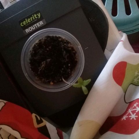 CHALUPAS growlog timeline photo