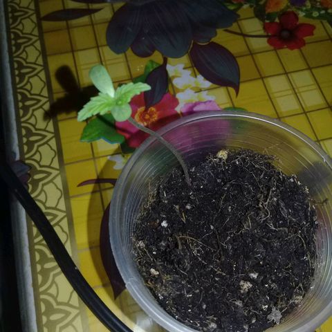 CHALUPAS growlog timeline photo