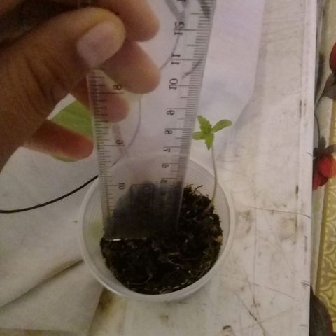 CHALUPAS growlog timeline photo