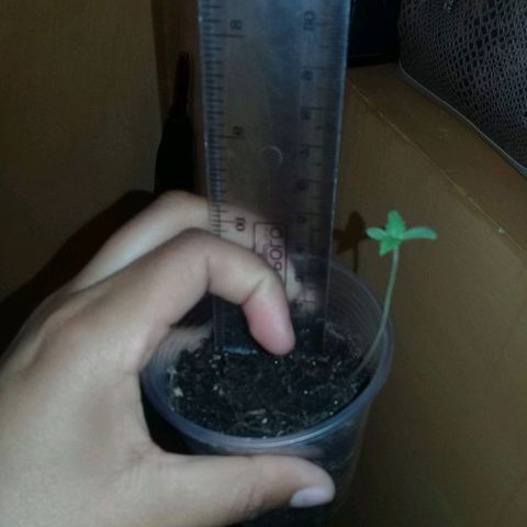 CHALUPAS growlog timeline photo