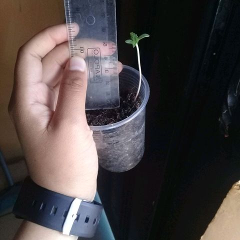 CHALUPAS growlog timeline photo