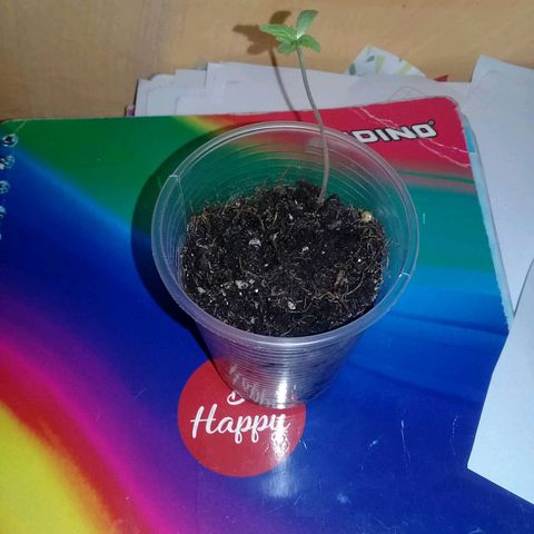 CHALUPAS growlog timeline photo