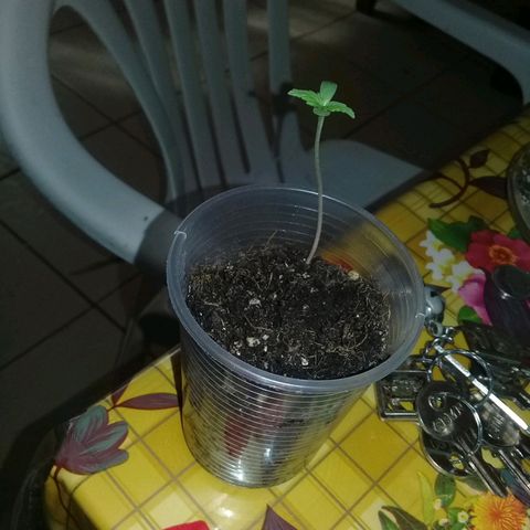 CHALUPAS growlog timeline photo