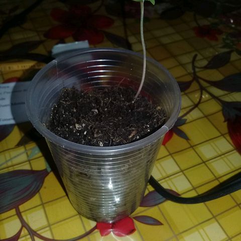 CHALUPAS growlog timeline photo
